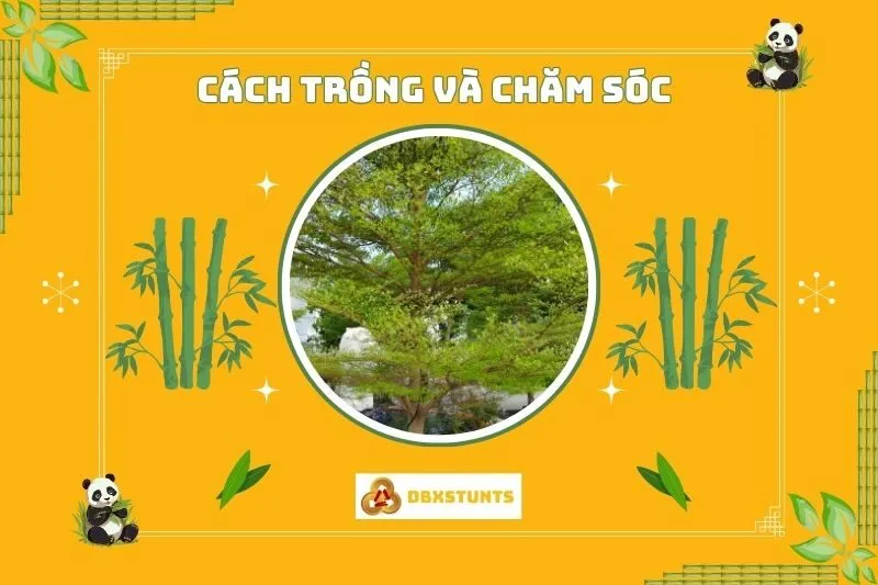 Cách trồng và chăm sóc cây bàng Đài Loan đúng kỹ thuật