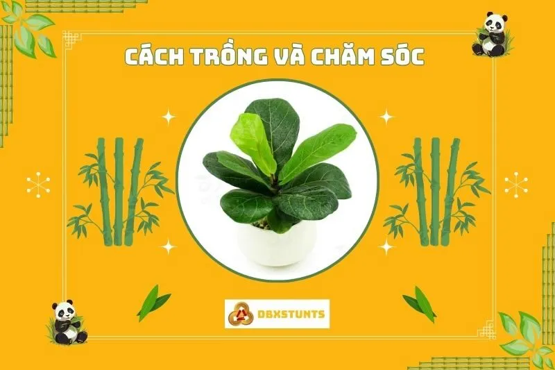 Hướng dẫn trồng và chăm sóc cây bàng Singapore đúng cách