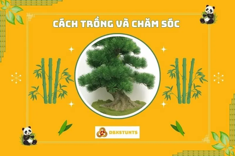 Cách trồng và chăm sóc cây bonsai phong thủy đúng cách