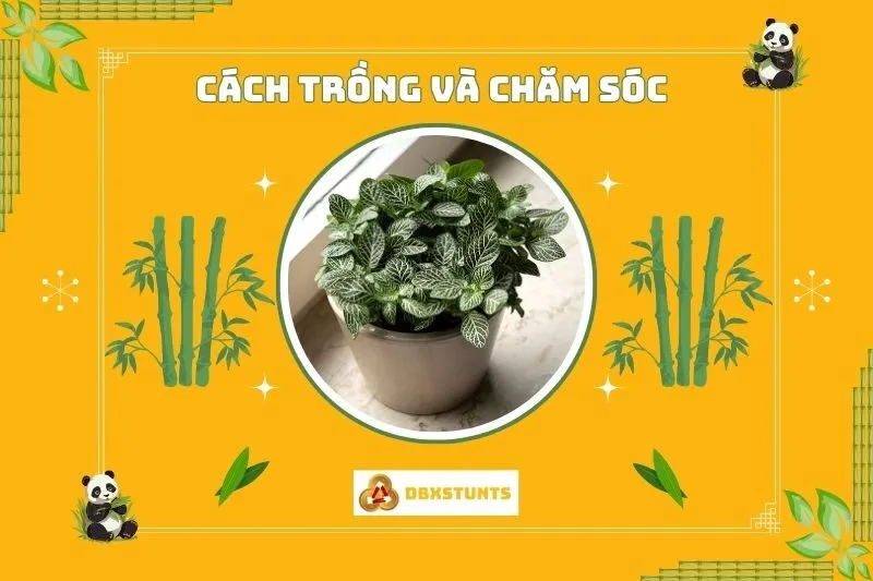 Cách trồng và chăm sóc cây cẩm nhung phong thủy