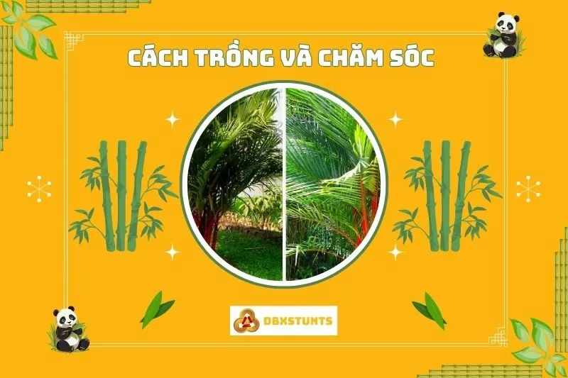Cách trồng và chăm sóc cây cau đỏ tại nhà
