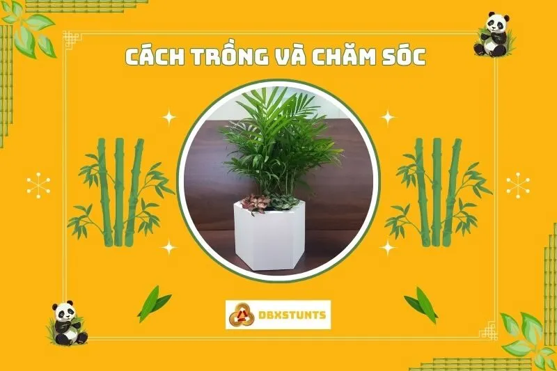 Ý nghĩa phong thủy của cây cau tiểu trâm