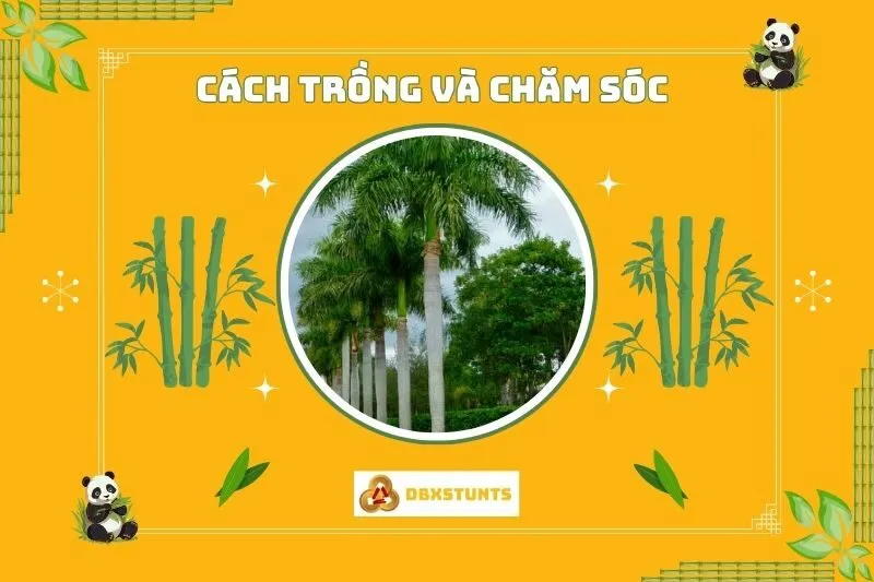 Cách trồng và chăm sóc cây cau vua để luôn xanh tốt