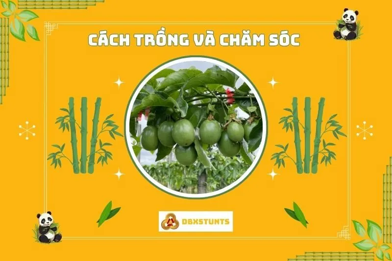 Cách trồng và chăm sóc cây chanh leo phong thủy