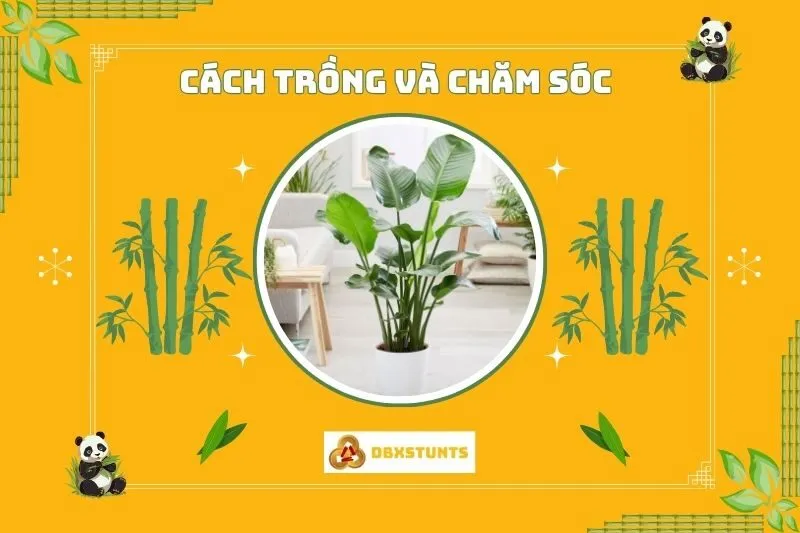 Cách trồng và chăm sóc cây chuối cảnh phong thủy