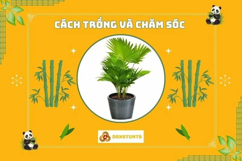 Hướng dẫn trồng và chăm sóc cây cọ cảnh phong thủy