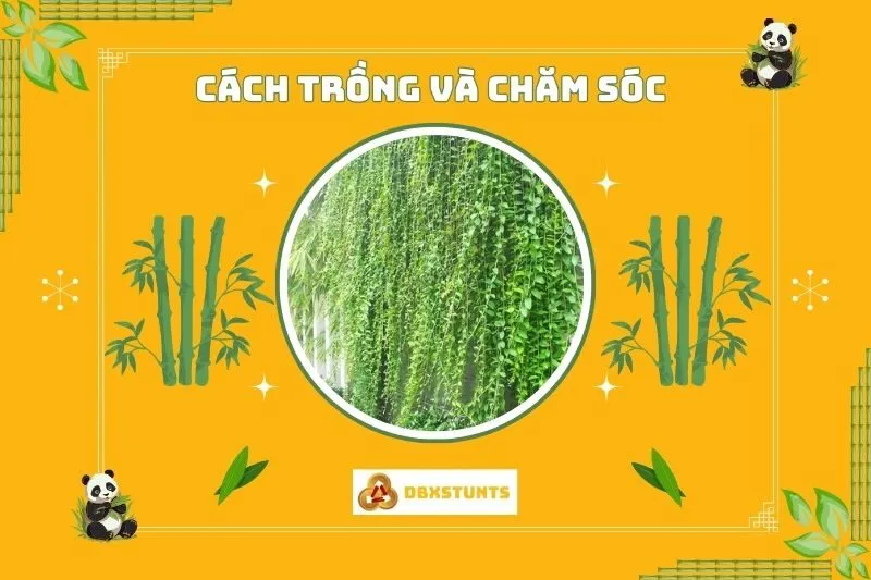 Cách trồng và chăm sóc cây cúc tần Ấn Độ phong thuỷ
