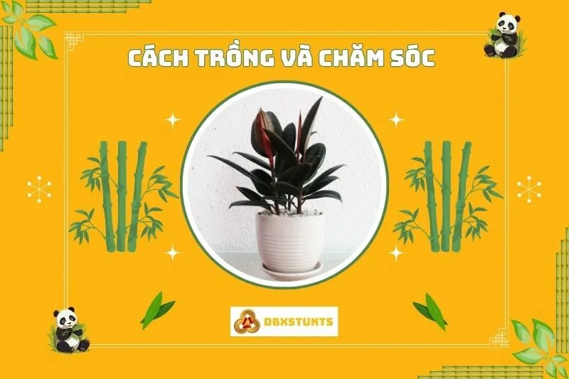 Cách trồng và chăm sóc cây đa búp đỏ phong thuỷ
