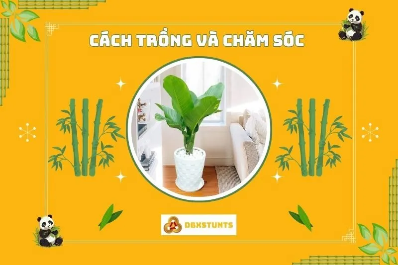 Cách Trồng Và Chăm Sóc Cây Đại Phú Gia Phong Thuỷ