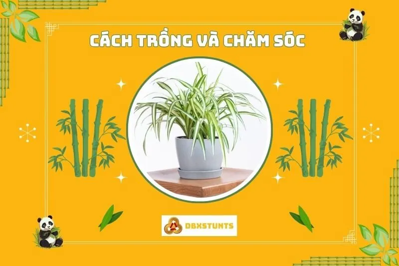 Cách trồng và chăm sóc cây dây nhện tại nhà