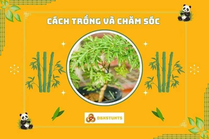 Cách trồng và chăm sóc cây đinh lăng phong thủy đúng cách