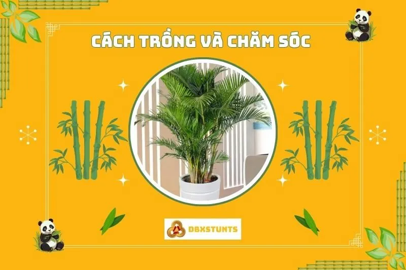 Hướng dẫn cách trồng và chăm sóc cây dừa cảnh