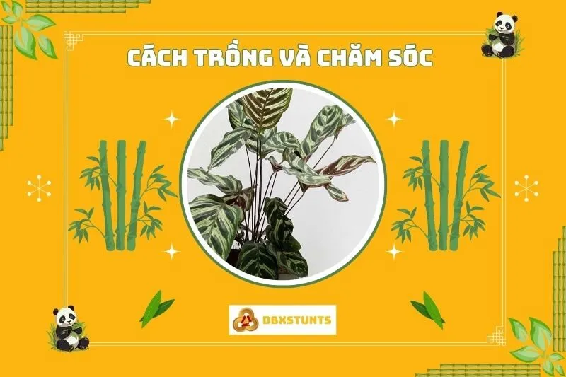 Cách trồng và chăm sóc cây đuôi công phong thuỷ