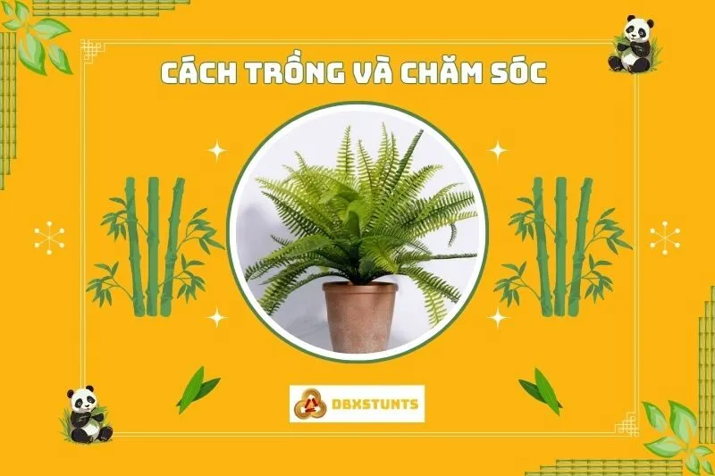 Cách trồng và chăm sóc cây dương xỉ phong thủy đúng chuẩn