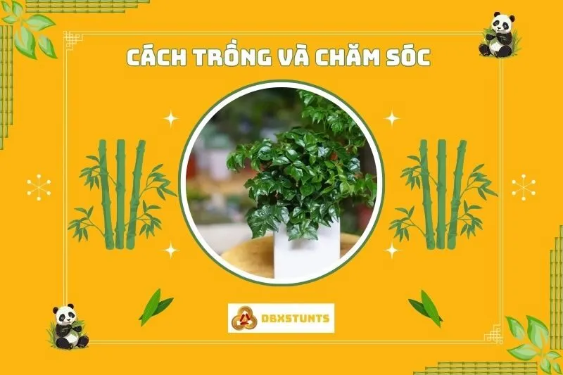 Cách trồng và chăm sóc cây hạnh phúc để cây luôn xanh tốt