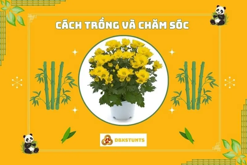 Cách trồng và chăm sóc cây hoa cúc phong thủy tại nhà