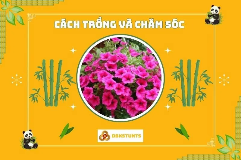 Cách trồng và chăm sóc cây hoa dạ yến thảo phong thủy