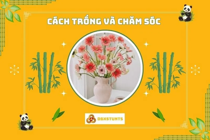 Cách trồng và chăm sóc cây hoa đồng tiền phong thủy