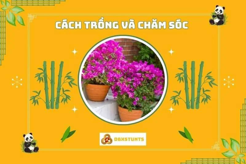 Cách trồng và chăm sóc cây hoa giấy để cây luôn khỏe mạnh