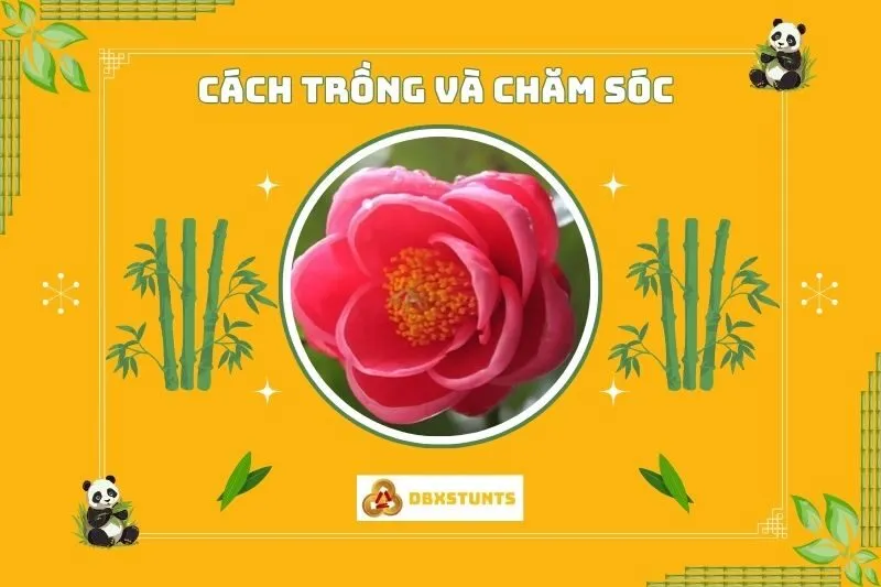 Cách trồng và chăm sóc cây hoa hải đường đúng kỹ thuật