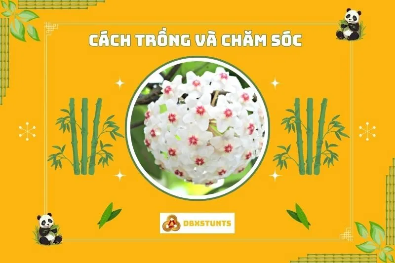 Cách trồng và chăm sóc cây hoa lan phong thủy