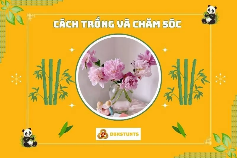 Cách Trồng Và Chăm Sóc Cây Hoa Mẫu Đơn Phong Thuỷ