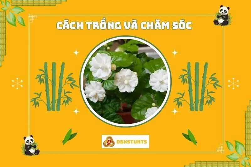 Cách trồng và chăm sóc cây hoa nhài phong thủy