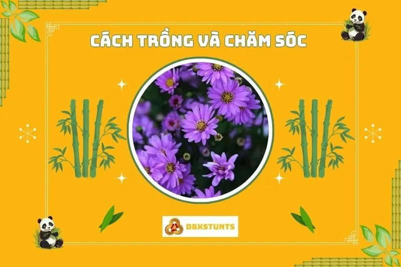 Cách Trồng Và Chăm Sóc Cây Hoa Thạch Thảo
