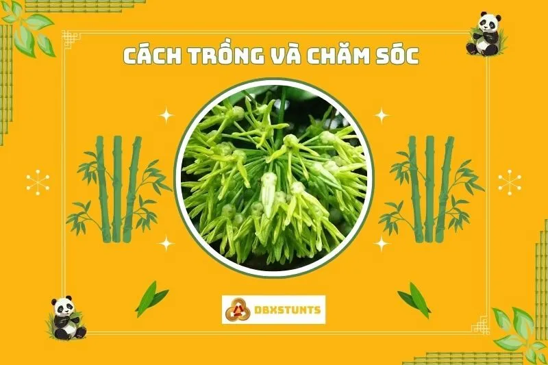 Cách trồng và chăm sóc cây hoa thiên lý để phát triển tốt