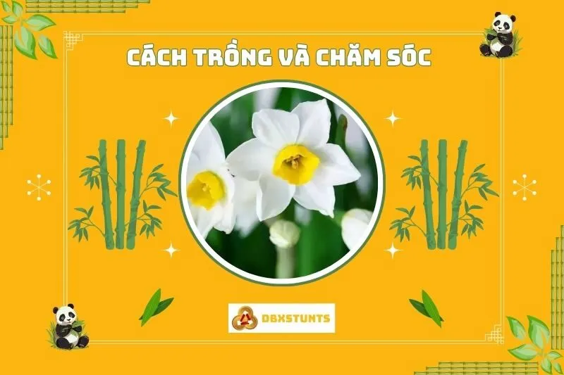 Cách trồng và chăm sóc cây hoa thủy tiên phong thủy