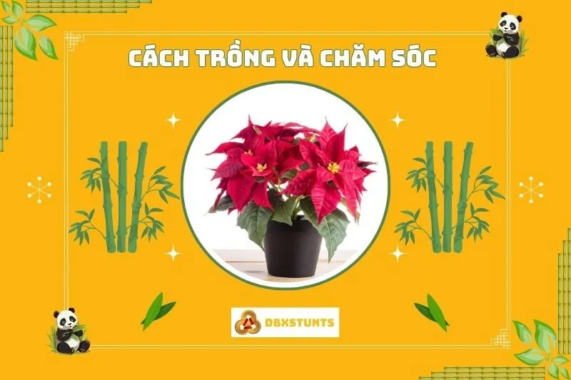 Cách trồng và chăm sóc cây hoa trạng nguyên phong thuỷ tại nhà