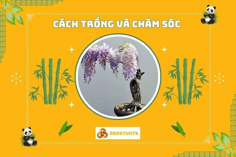 Cách Trồng Và Chăm Sóc Cây Hoa Tử Đằng Phong Thủy
