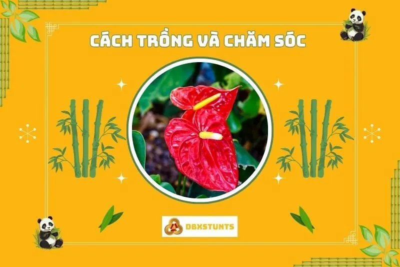 Cách trồng và chăm sóc cây hồng môn phong thuỷ
