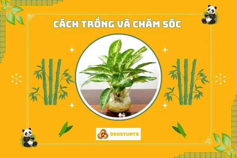 Cách trồng và chăm sóc cây huy hoàng phong thủy tại nhà
