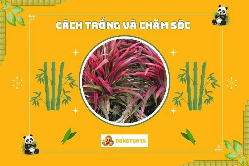 Cách trồng và chăm sóc cây huyết dụ tại nhà