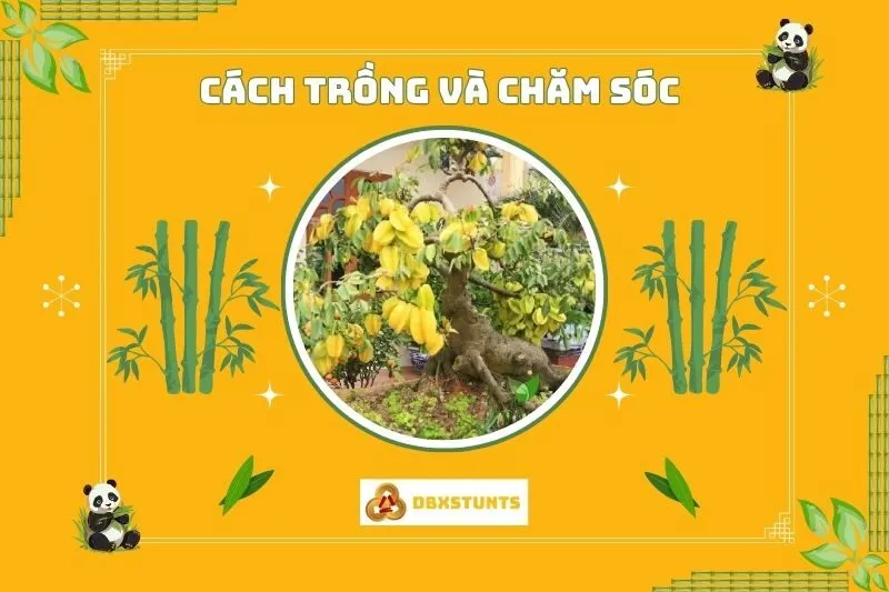 Cách trồng và chăm sóc cây khế phong thủy đúng cách