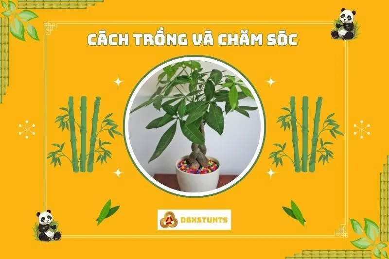 Cách trồng và chăm sóc cây kim ngân phong thủy