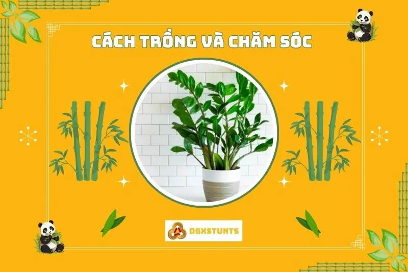Cách trồng và nhân giống cây kim tiền phong thuỷ