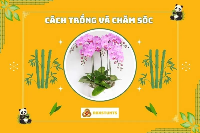 Cách trồng và chăm sóc cây lan hồ điệp