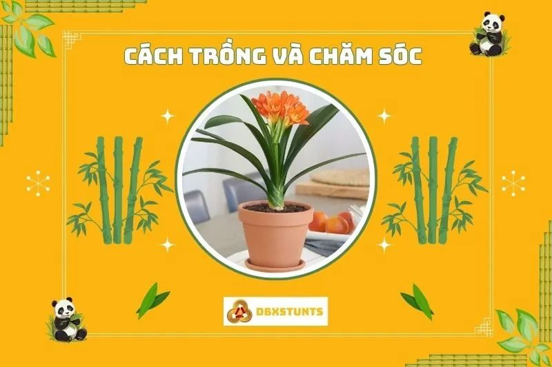 Cách trồng và chăm sóc cây Lan Quân Tử đúng cách