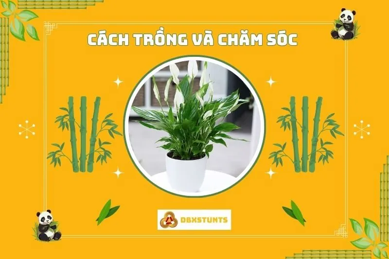 Cách trồng và chăm sóc cây lan ý phong thuỷ ý đúng cách