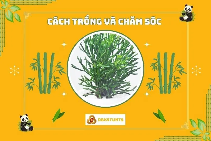 Cách trồng và chăm sóc cây lộc nhung trong nhà
