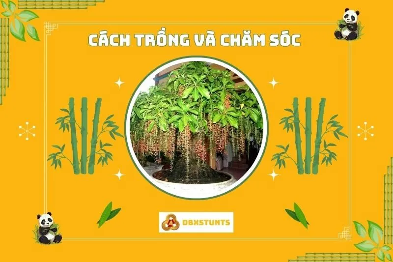 Hướng dẫn trồng và chăm sóc cây lộc vừng để phát huy giá trị phong thủy