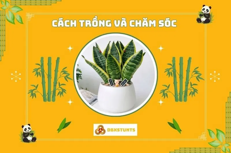 Cách trồng và chăm sóc cây lưỡi hổ phong thuỷ