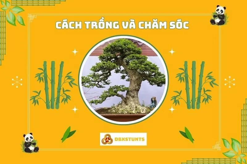 Cách trồng và chăm sóc cây mai chiếu thủy đúng cách