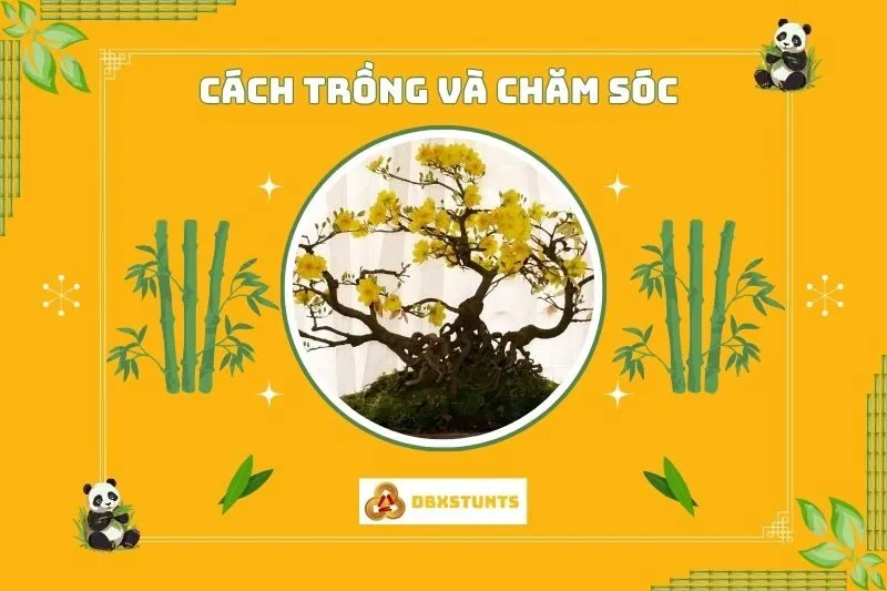 Cách trồng và chăm sóc cây mai vàng