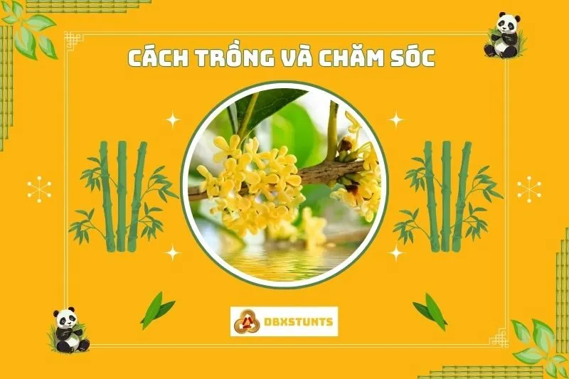 Cách trồng và chăm sóc cây mộc hương phong thủy đúng cách