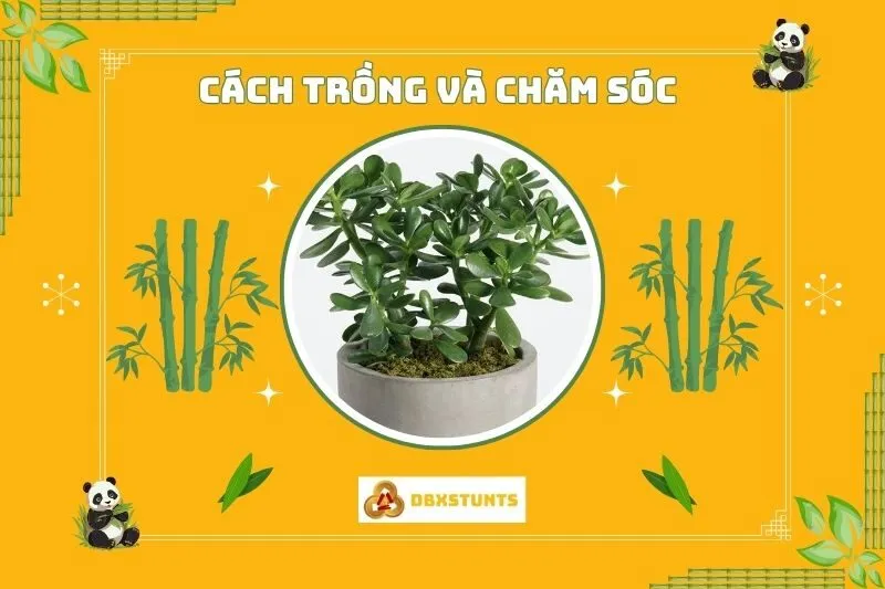 Cách trồng và chăm sóc cây ngọc bích