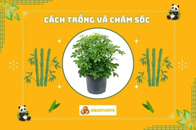 Cách trồng và chăm sóc cây ngũ gia bì phong thủy tại nhà