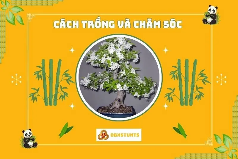 Cây nguyệt quế phong thủy hợp mệnh nào, tuổi nào?